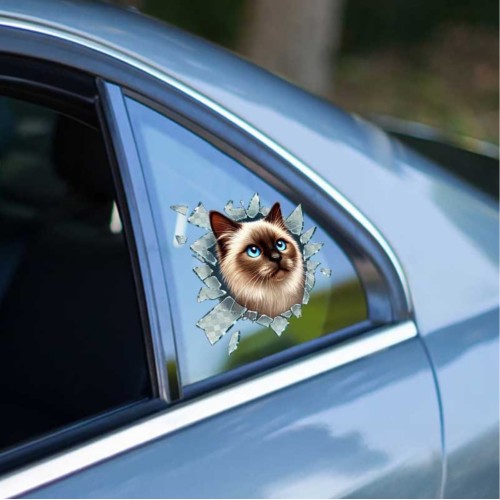 Fulcar Stray Araç Stickerı